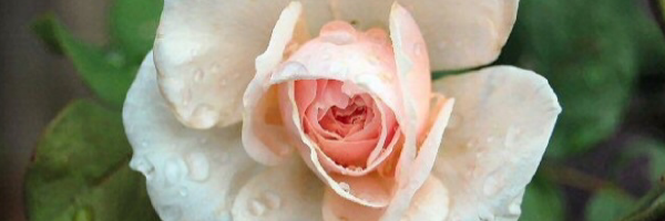 Single Blush Pink Rose